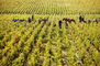 Pontet-Canet_Harvest-2010_09.jpg