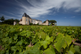 Chateau d'Yquem& Vines - Permission 6 - Unknown (2).jpg