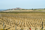 iStock_000006419996Small - Wine vineyward - use for Domaine Testut.jpg