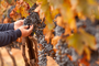 P16 - shutterstock_62407657 - Harvesting red grapes.jpg