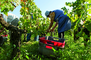 Pontet Canet 2012_harvesting_PCW4977.jpg