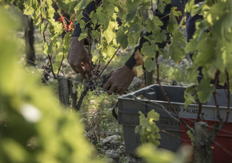 © Nicolas Joubard - Vendanges 14 - IR3A7665-min.jpg