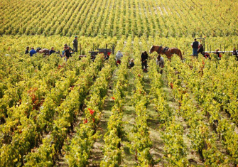 Pontet-Canet_Harvest-2010_09.jpg