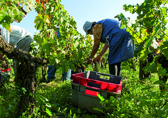 Pontet Canet 2012_harvesting_PCW4977.jpg