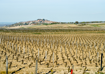 iStock_000006419996Small - Wine vineyward - use for Domaine Testut.jpg