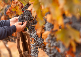 P16 - shutterstock_62407657 - Harvesting red grapes.jpg