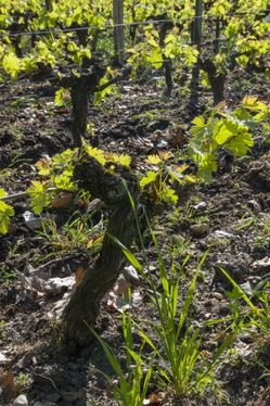 Bordeaux Vines