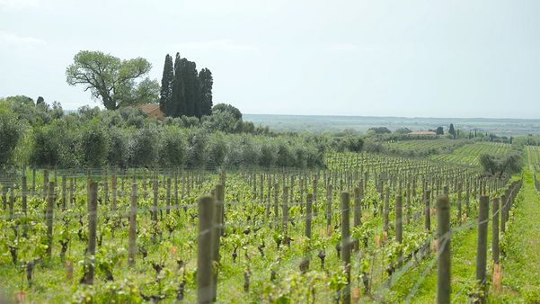 Ornellaia Vineyard